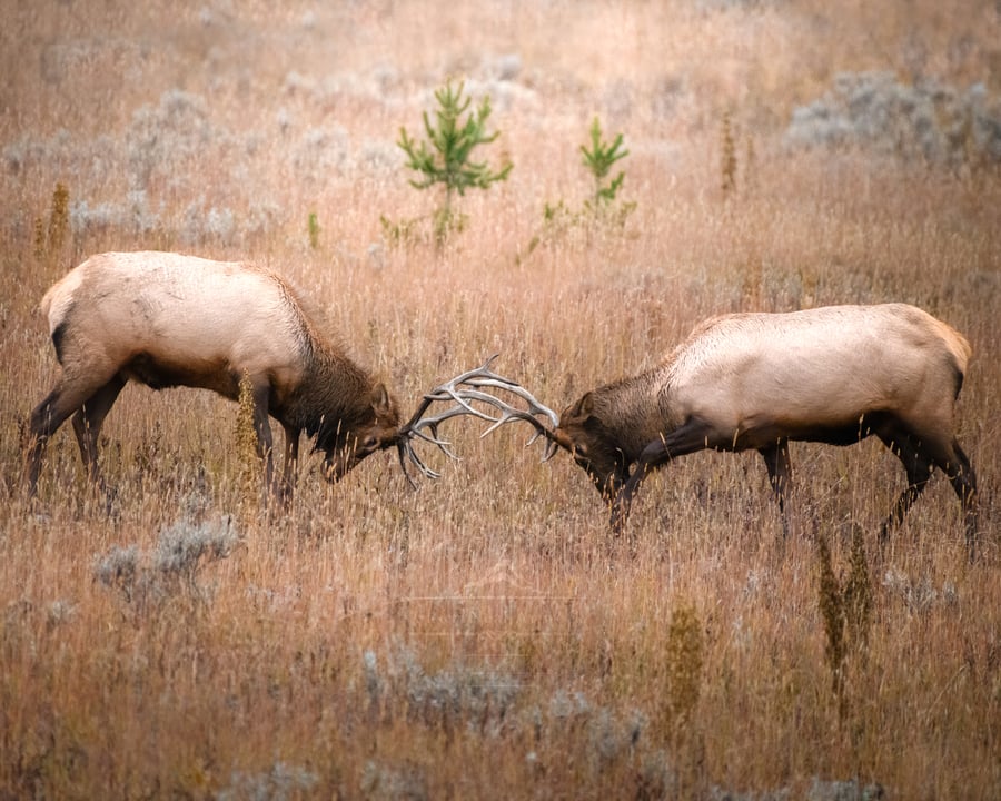 Image of Elk Rut Warriors