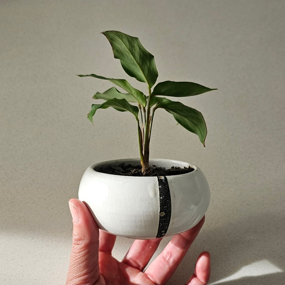Image of Mini planter - white with black stripe