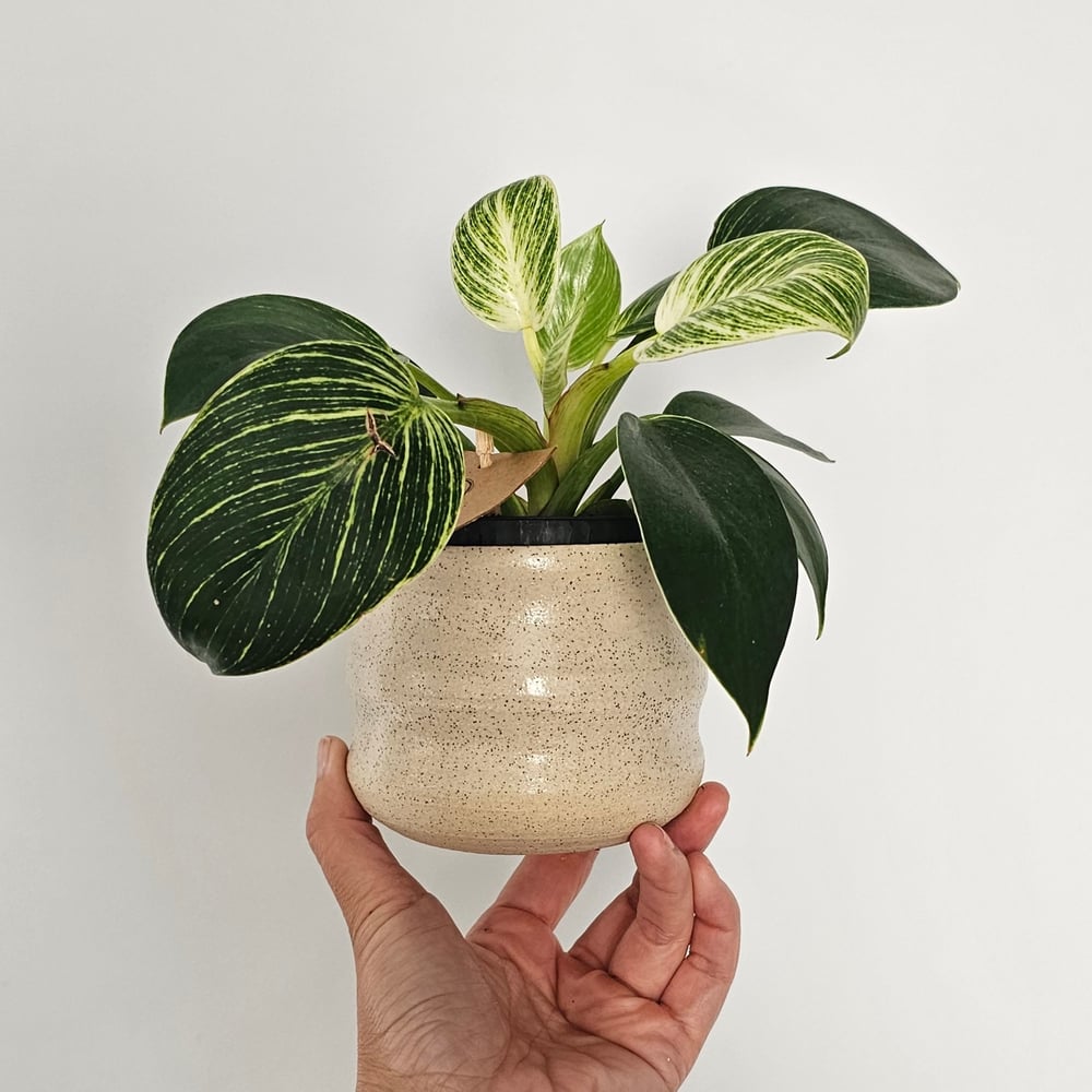 Image of Wavy planter 