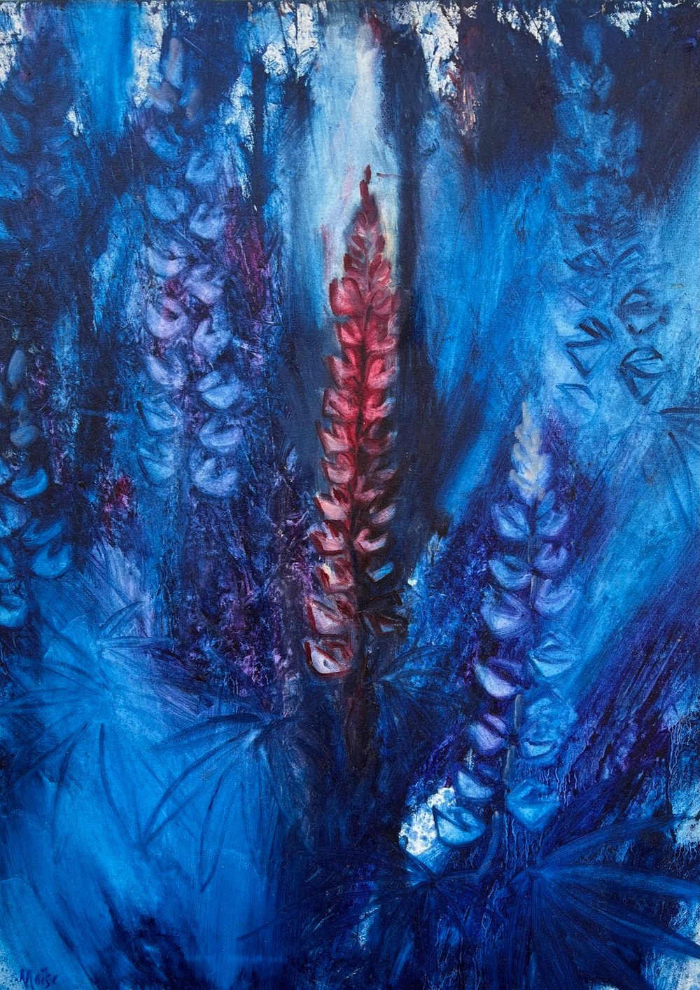 Image of Red Lupine