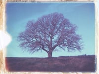 Winter Tree - Print