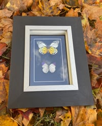 VIBRANT DUO BUTTERFLY BOX