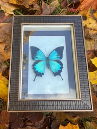 BLUE PEACOCK SWALLOWTAIL BOX