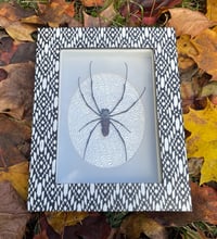 BLK/WHT ORB WEAVER BOX