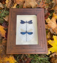 RUSTIC DAMSELFLY BOX