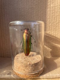 RED JEWEL BEETLE VIAL