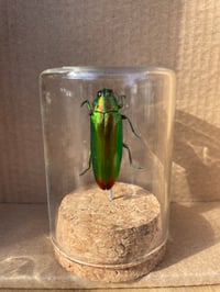 1 OZ JEWEL BEETLE VIAL 