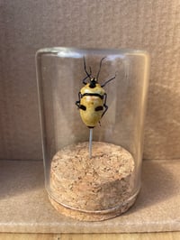 SKULL FACE BEETLE VIAL