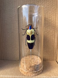 PINK/PURPLE JEWEL BEETLE VIAL