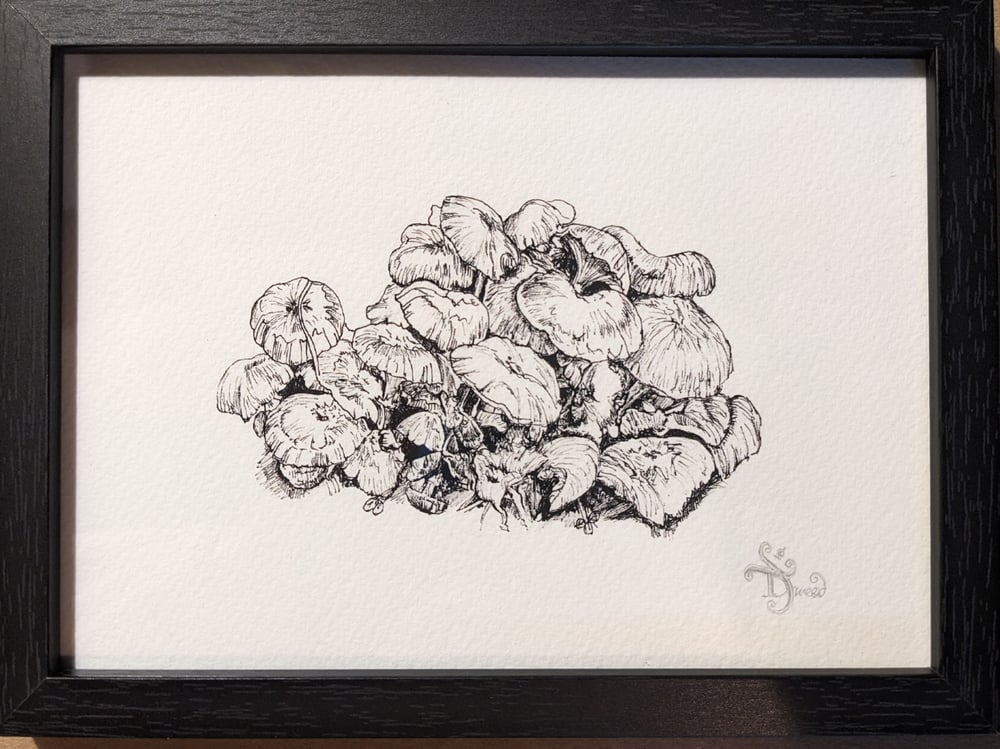Image of Fungi - Framed Print
