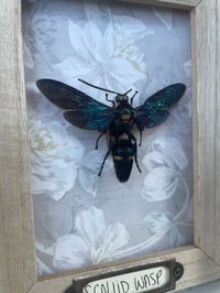 Image 2 of SCOLIID WASP