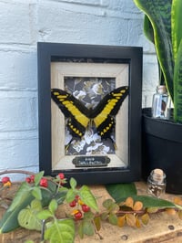 (GOLD FLORAL) KING SWALLOWTAIL