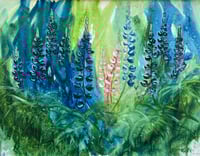 Pink and Blue Lupine