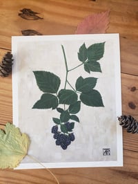 Image 1 of Botanical Art Prints