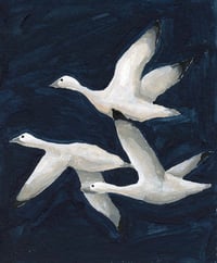 Image of Snow Geese