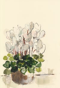 Cyclamen