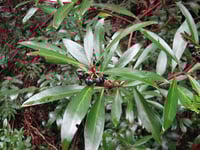 Image 1 of Tasmannia lanceolata - Mountain Pepper