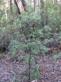 Image 3 of Tasmannia lanceolata - Mountain Pepper