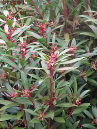 Image 5 of Tasmannia lanceolata - Mountain Pepper
