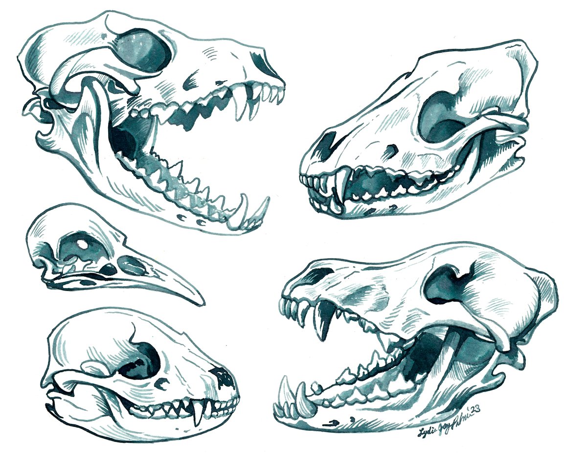 Ink Skull Studies Prints | Lydia Joy Palmer Art + Design