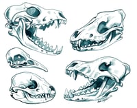 Ink Skull Studies Prints