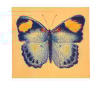 Euphaedra Themis Butterfly Print