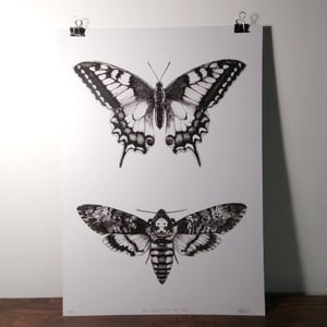 Image of The Swallow and the Hawk - A3 Print