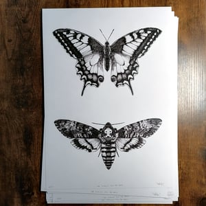 Image of The Swallow and the Hawk - A3 Print