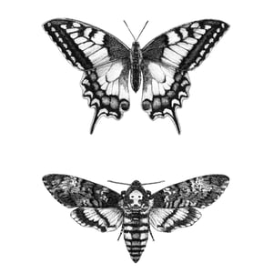 Image of The Swallow and the Hawk - A3 Print