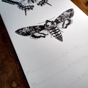 Image of The Swallow and the Hawk - A3 Print