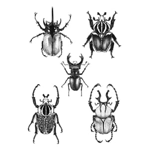 Image of Coleoptera  - A3 Print