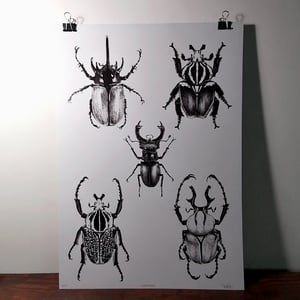 Image of Coleoptera  - A3 Print