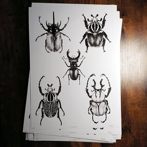 Image of Coleoptera  - A3 Print