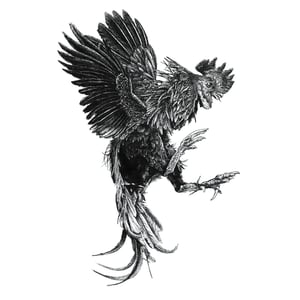 Image of BBC  - A3 Print