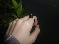 Image 2 of Black Bud