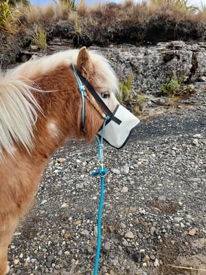 Image of Miniature Horse Face Bucket