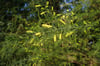 Acacia verticillata - Prickly Moses