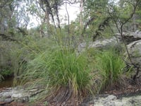 Image 3 of Gahnia sieberiana - Red-fruit Saw-sedge