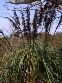 Image 2 of Gahnia sieberiana - Red-fruit Saw-sedge