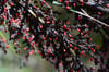 Gahnia sieberiana - Red-fruit Saw-sedge