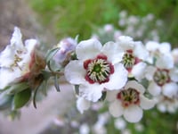 Image 2 of Leptospermum lanigerum - Woolly Tea Tree