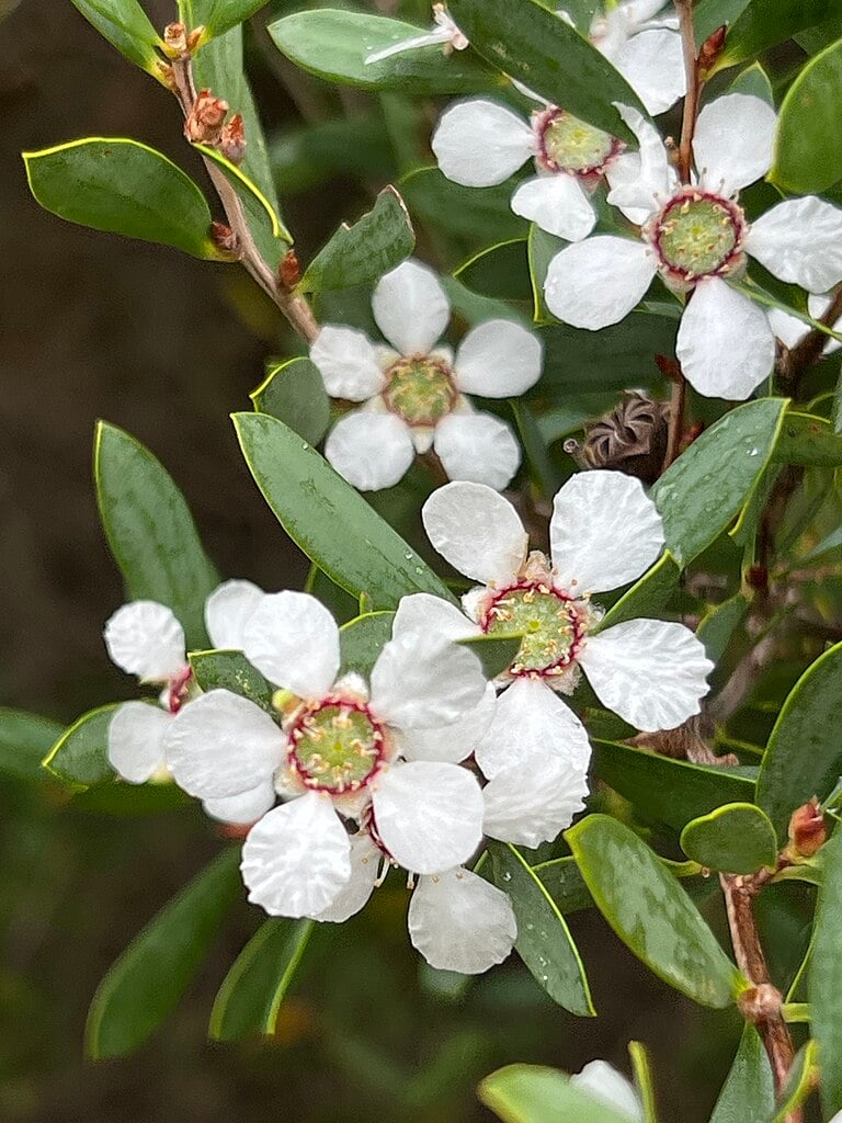 Leptospermum laevigatum - Coast Tea-tree | Reforest Bush Nursery