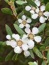 Leptospermum laevigatum - Coast Tea-tree