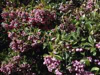 Image 1 of Syzygium smithii - Common Lilly-pilly