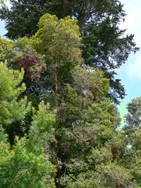 Image 3 of Syzygium smithii - Common Lilly-pilly