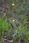 Craspedia paludicola - Swamp Billy Buttons