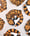 Image of Gila Monster Sticker