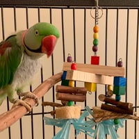 Image 5 of Large Parrot Chew toy