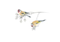 The Goldfinches 