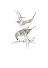 Image 1 of The Whitethroats